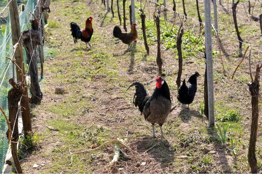 Gite L'Oeuf Ou La Poule, Parking Prive, Sur Domaine Viticole Рибовиль Экстерьер фото